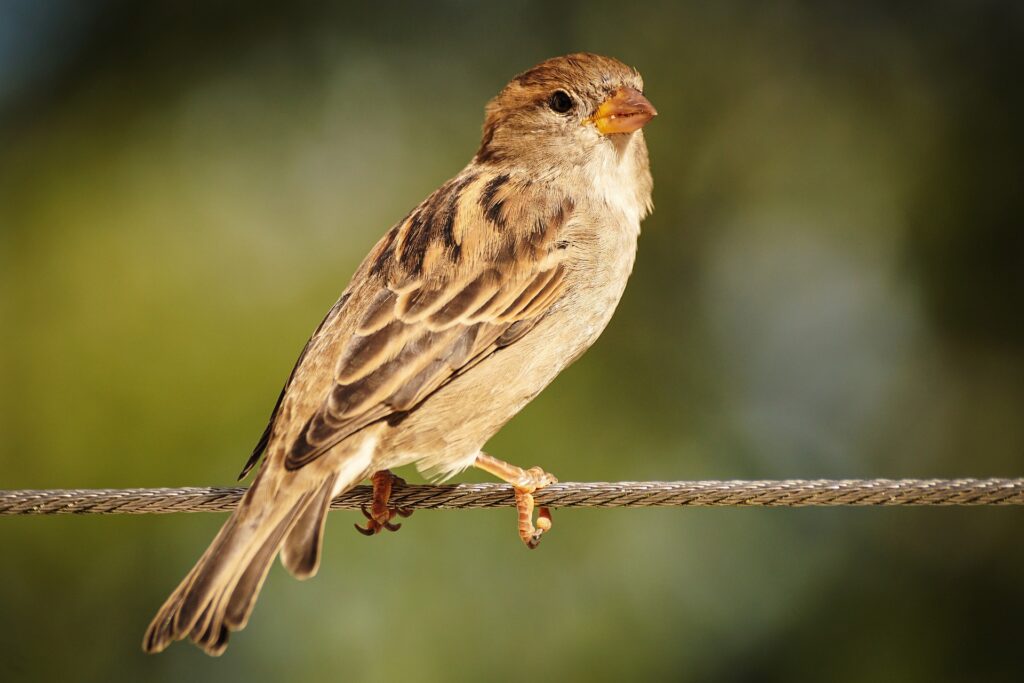 Sparrow, Spatz, Kleiner Vogel, Piepmatz - Ziegenpeter, Mumps, Tagträumerei